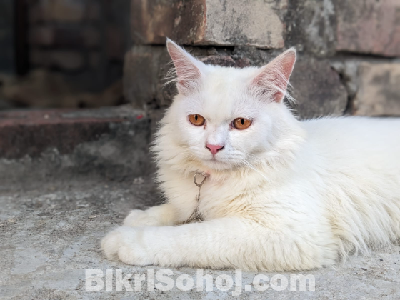 Pure Persian White Cat